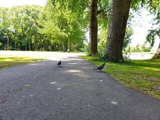 Pigeons marching in military formation. Pigeons on the bridge. pigeon community. feeding pigeons.