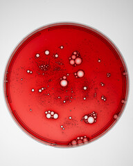 Abstract petri dish with cosmetic or medical liquid isolated on white background top view. Science cosmetic laboratory concept.