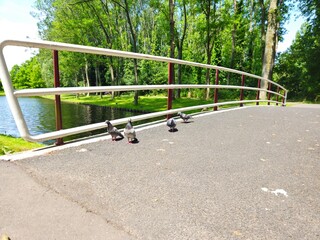 Pigeons marching in military formation. Pigeons on the bridge. pigeon community. feeding pigeons.