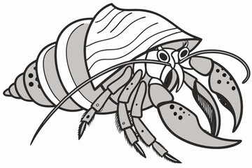 Detailed hermit crab illustration shows shell dwelling with claws and segmented legs