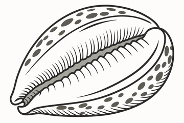 Detailed cowrie shell showing unique patterns and linear design elements is digitally drawn