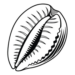 Cowrie shell line drawing displays intricate details and contrasting thick black outline perfectly