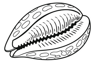 Elegant black and white cowrie shell features intricate details and unique patterns
