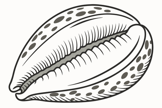 Detailed cowrie shell showing unique patterns and linear design elements is digitally drawn