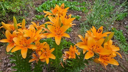 yellow flowers in the grass