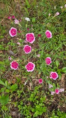 flowers in the garden