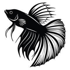 A black and white Betta fish swims gracefully in aquatic isolation design
