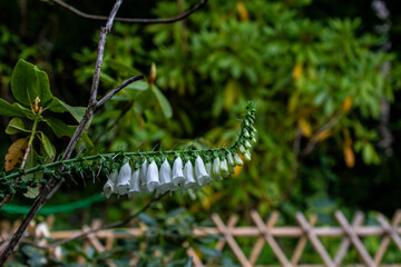 White Foxglove Flowers on Stem with Bamboo Fence