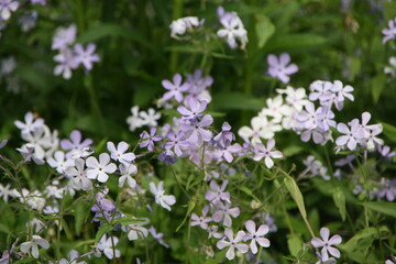 Obraz premium Purple Flower