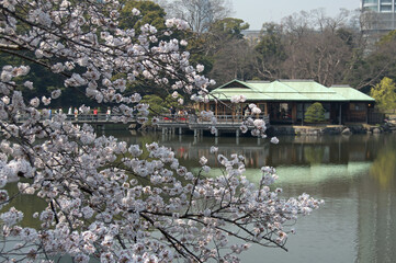 Pond and teahouses at Hamarikyu Gardens, Tokyo, Japan in cherry-blossom season