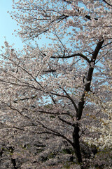 Cherry blossom trees in full bloom in Tokyo during sakura season, Japan