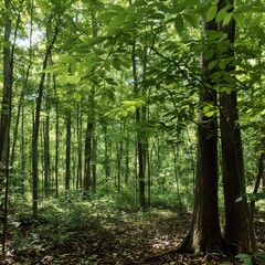 Fototapeta premium a grove of green hickory trees with compound leaves in a deciduous forest