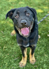 Rottweiler Mix Dog with Leash Outdoors