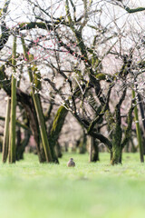 水戸偕楽園の梅林と鳩