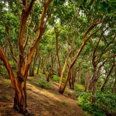 a grove of green madrone trees with peeling bark and glossy leaves in a coastal forest