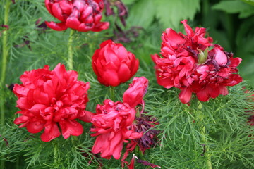 Red flowers