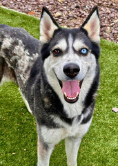 Blue-Eyed Husky Dog on Grass