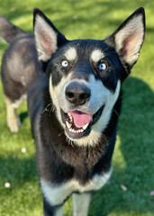Blue-Eyed Husky Mix with Mask Markings