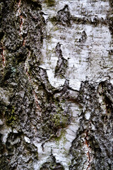 bark of a tree
