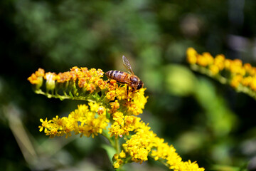 bee on yellow flower