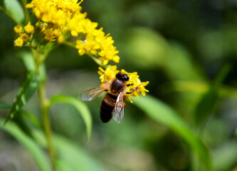 bee on a flower