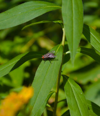 fly on leaf