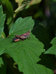 grasshopper on a leaf