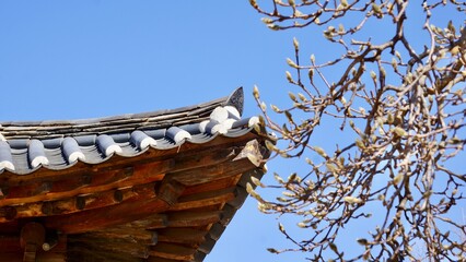 Korean traditional rooftop architecture with spring blossoms in the foreground