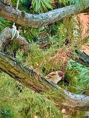 Small bird perched on a branch in a tree