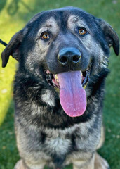 Large Black Shepherd Mix with Pink Tongue