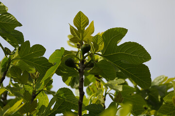 Organic Green Unripe Growing Fig