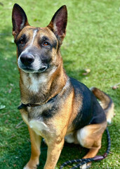 German Shepherd Dog Sitting on Grass