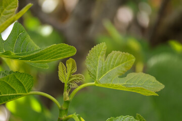Baby Fig leaf close up
