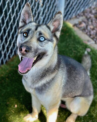 Smiling Blue-Eyed Husky Mix Puppy by Fence