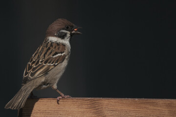 Eurasian Tree Sparrow Perched on Wooden Ledge with Dark Background