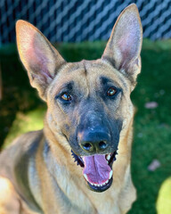 German Shepherd Dog Smiling Under Fence Shade