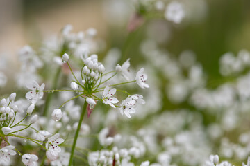 Close up of Neapolitan garlic (allium neapolitanum) flowers covered in water droplets