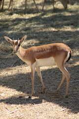 gazelle standing