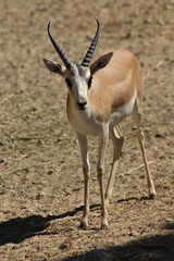 gazelle standing