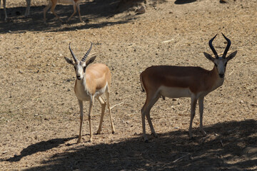 gazelle standing