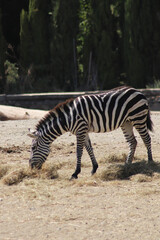 zebra grazing