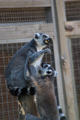 ring-tailed lemurs playing in enclosure