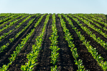 Rows of vibrant beet plants grow steadily in rich soil, basking in sunlight on a clear day, showcasing the beauty of agricultural practices