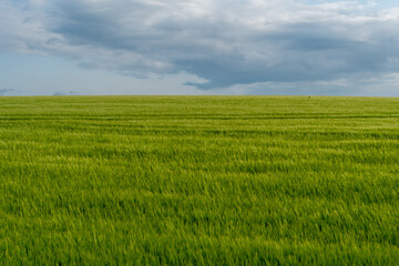 Obraz premium A lush green field stretches as far as the eye can see beneath an expansive sky filled with clouds, showcasing the tranquility of rural life during the day