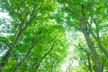 新緑のブナ林