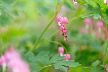 Pink bleeding heart flowers in garden