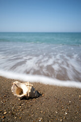 shell on the beach