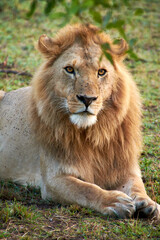 portrait of a male lion
