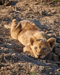 lion cub resting
