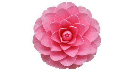 Fototapeta premium Beautiful Pink Camellia Flower Isolated on White Background